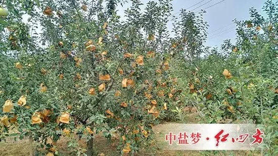 蓬莱桃子APP官网苹果园挂满小“灯笼”