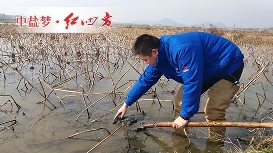 久违的太阳终于露面了，农技专家丁文金穿着挖藕专用的长筒雨靴，手拿铁锹，猫着腰，在藕塘里使劲儿搅动