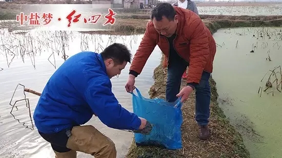 到了藕塘边，丁文金不惧寒冷，第一时间换上雨靴，为了全方位获取土样，他先后采用五点取土法、随机取样法、S线型取样法，采集了众多土样并认真仔细地包扎起来，准备第一时间带回公司化验，即使气温寒冷，他的额角冒出了许多细汗。