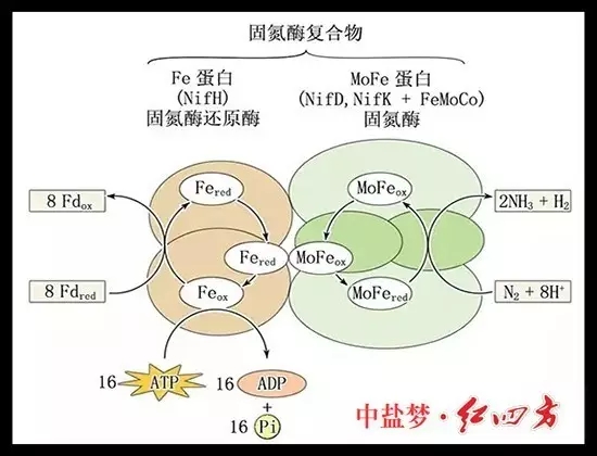 土壤肥力有限，长期吸收单一养分，会使土壤肥力下降，作物生长发育不良，易造成土地贫瘠，从而造成土地荒漠化，引发沙尘暴等。