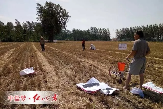 河南商丘控失肥玉米试验示范田现场测产